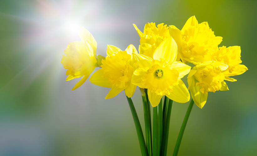 Daffodil Day Family Health Diary
